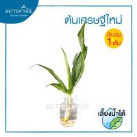 ราคา ต้นไม้เลี้ยงน้ำได้ จำนวน 1 ต้น ต้นไม้ฟอกอากาศ ต้นไม้ พลูด่าง พลู พลูด่างฟอกอากาศ ไม้น้ำ (19725061819)