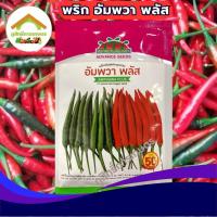 ราคา เมล็ดพันธุ์พริกขี้หนู อัมพวาพลัส ตราตะวันต้นกล้า 50กรัม F1 (22185972196)
