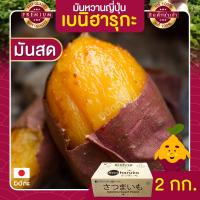 ราคา มันหวานญี่ปุ่น 2 Kg สด มันหวานญี่ปุ่นแท้ beni haruka มันหวานญี่ปุ่นเบนฮารุกะ มันหวานญี่ปุ่นนำเข้า มันญี่ปุ่น มันญี่ปุ่นแท้ มันญี่ปุ่นเบนิฮารุกะ มันญี่ปุ่นหวาน เบนิฮารุกะ เบนฮารุกะญี่ปุ่นแท้ (653099421