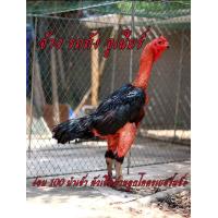 ราคา ไข่ไก่ชน ง่อน100 นำเข้า ค่าตัว 75000 รับประกันเชื้อ ส่งด่วน (22036988184)