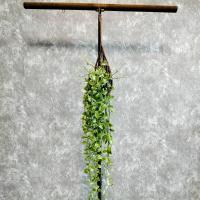 ราคา ต้นเดฟ ในตระกร้าหวาย แขวนประดับ พุ่มขนาดใหญ่ (20673143014)