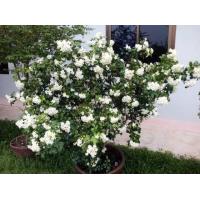 ราคา ต้นแก้วพวงดวงใจเป็นไม้ไทยดอกมีกลิ่นหอมต้นเป็นทรงพุ่มเตี้ยชอบแดดถ้บ้านไหนปลูกจะเป็นศิริมงคล ต้นแก้วพวงดวงใจ ไม้ดอกหอม เป็นศิริมงคล (15960146576)