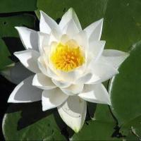 ราคา เมล็ดบัวหลวงดอกสีขาว ดอกใหญ่ ของแท้ 100 เมล็ดพันธ์ุบัวหลวง ดอกบัว ปลูกบัว เม็ดบัว สวนบัว White Lotus Waterlily seeds 8 เมล็ด (20987387037)