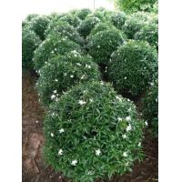 ราคา ต้นพุดศุภโชค หรือ พุดแคระ เป็นต้นไม้มงคลที่คนไทยเชื่อว่า บ้านใดปลูกต้นพุดไว้ประจำบ้านจะทำให้มีความเจริญ ความมั่นคง (16116073742)