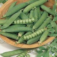 ราคา ถั่วลันเตาหวานถูกที่สุด10บ พันธุ์ถั่วลันเตาหวาน 5 ปลูกง่ายขึ้นไวใส่ผักสลัดอร่อย (21177576600)