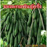 ราคา เมล็ดมะละกอ แขกนวลต้นเตี้ย แขกดำ มะละกอฮอลแลนด์ มะละกอพันธุ์ครั่ง มะละกอเรดเรดี้ มะละกอเรดแคริเบียน มะละกอเหลืองกระบี่ (9939898411)