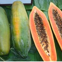 ราคา เมล็ดมะละกอ แขกนวลต้นเตี้ย แขกดำ มะละกอฮอลแลนด์ มะละกอพันธุ์ครั่ง มะละกอเรดเรดี้ มะละกอเรดแคริเบียน มะละกอเหลืองกระบี่ (9939898407)