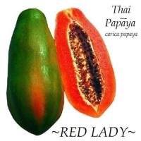 ราคา เมล็ดมะละกอเรดเลดี้ red lady ขนาด 10 เมล็ด พันธุ์กินสุก หอมหวาน อร่อย (9939460344)