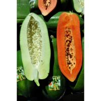 ราคา เมล็ดมะละกอ แขกนวลต้นเตี้ย แขกดำ มะละกอฮอลแลนด์ มะละกอพันธุ์ครั่ง มะละกอเรดเรดี้ มะละกอเรดแคริเบียน มะละกอเหลืองกระบี่ (9939898410)