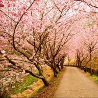 ราคา ต้นพญาเสือโคร่ง นางพญาเสือโคร่ง Prunus cerasoides จัดส่งพร้อมถุง 6 นิ้ว ลำต้นสูง 70 90ซม (20978564327)