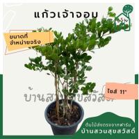 ราคา แก้วเจ้าจอม ดอกสีม่วง (22283991444)