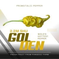 ราคา พริกสด Fresh Fruit Golden Primotalii Pepper 1 Jumbo size 2200000shu (22113563002)