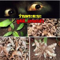 ราคา 1 เหง้า ว่านพะตะบะ ฝันร้าย นอนไม่หลับ ปลูกว่านนี้ดี แล้วสิ่งชั่วร้ายจะไม่กล้ารังควานอีก (21211799026)