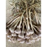 ราคา กระเทียมไทยมัดจุก 1 กก (21659703506)