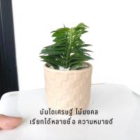 ราคา บันไดเศรษฐี พร้อมกระถางดินเผา วางไว้บนโต๊ะทำงานก็ได้ ไม้มงคล บันไดเงินบันไดทอง ว่านตีนตะขาบ (16458232614)