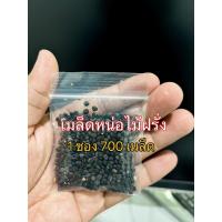 ราคา พร้อมส่ง เมล็ดพันธ์ุ หน่อไม้ฝรั่งพันธุ์บร็อคอินพรูฟ 700 เมล็ด Asparagus Brocks Improved หน่อไม้ฝรั่ง (22095201788)