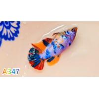 ราคา ปลากัดนีโม่กาแลคซี่มัตติ ได้ตัวตรงตามรูป นีโม่กาแลคซี่มัตติคันเลอร์ พร้อมผสมพันธุ์ Bettafish ปลากัดสวยงาม ปลากัดไทย ปลากัดอาชีพ ปลากัดนีโม่กาแลคซี่มัตติคันเลอร์ ปลากัดเลี้ยงโชว์ สวยๆ ได้เมียตามรูป (21