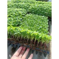 ราคา ต้นกล้าดอกดาวเรือง ต้นกล้าไม้ดอก ต้นกล้าผักไฮโดรโปนิกส์ ต้นกล้าผักสลัด (20857060033)