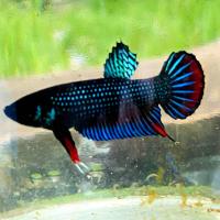 ราคา กัดป่าใต้เชื้อต่ำ25 (21450970915)