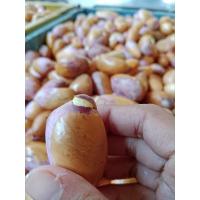 ราคา เมล็ดพันธุ์ทุเรียนบ้าน จากต้นทุเรียนภาคใต้ 20 เม็ด (22406271876)