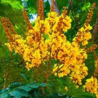 ราคา 100 เมล็ด เมล็ดพันธุ์ Home Seed นนทรีป่า หรือ ต้นอะราง ต้นอินทรี อะราง ร้าง อะล้าง คางรุ้ง จ๊าขาม ตาเซก อินทรี กระถินป่า (4410094955)