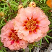 ราคา 100 เมล็ด ดอกไม้ แพรเซี่ยงไฮ้ คุณนายตื่นสาย Moss rose Purslane Seeds (22031746463)