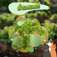 ราคา รากตำแยแมวชุดละ 25 ราก 20 บาทเท่านั้น (22345689773)