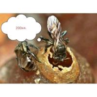 ราคา น้ำผึ้งชันโรงแท้100 ไม่ผสมน้ำ ไม่ใส่สารกันบูด (21390191576)