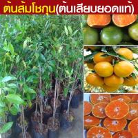 ราคา ส้มโชกุน เป็นส้มเขียวหวานชนิดหนึ่ง มีลักษณะคล้ายส้มเขียวหวาน มีเนื้อแน่น สีสันสวยงาม รสชาติหวานแหลมอมเปรี้ยวเล็กน้อย (22031389107)