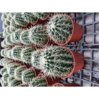 ราคา White barrel cactus ถังเงิน แคคตัส ไม้มงคลไม้หายาก น่าสะสม ขนาด 10 12 cm ส่งทั้งกระถาง 4 นิ้ว (17667797283)