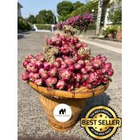 ราคา ส่งฟรี 1กิโล ใหม่หอมแดง ศรีสะเกษแท้ ตรงปก หอมแดงไทย มัดจุก คุณภาพดี เนื้อแน่น หัวสวย (22405086387)