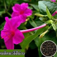 ราคา พร้อมส่ง เมล็ดพันธุ์ดอกมะลิม่วง ปลูกง่าย ปลูกสด 100 ปลูกกระถางสวน เมล็ดพันธุ์ดอกไม้ประดับ เมล็ดพันธุ์ดอกไม้ประดับ เมล็ดพันธุ์ดอกไม้ประดับ เมล็ดพันธุ์ดอกไม้ประดับ เมล็ดพันธุ์ดอกไม้ประดับ เมล็ดพันธุ์ดอ 