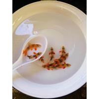 ราคา อาหารปลา ปลาหมูอินโด ไซร้2นิ้ว มีประกันสินค้าคะ (22278070150)