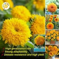 ราคา เมล็ดพันธุ์ ทานตะวัน เทดดี้แบร์ Teddy Bear Sunflower seed เมล็ดพันธุ์แท้ นำเข้าจากต่างประเทศ ทานตะวันแคระ ทานตะวันแคระ บอนสี เมล็ดดอกไม้ ต้นไม้มงคล เมล็ดบอนสี บอนไซ ต้นไม้ ไม้ประดับมงคล ต้นบอนไซ พันธุ