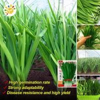 ราคา เมล็ดพันธุ์ กุยช่าย Chinese Chives Seeds for Planting Bonsai Vegetable Seeds for Gardening Chives Plants Seed Chinese Leeks Seeds Herb Seeds ต้นกุยช่าย เมล็ดกุยช่าย แท้ ต้นกุยช่ายฝรั่ง เมล็ดพันธุ์ผัก 