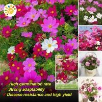 ราคา เมล็ดพันธุ์ดอกคอสมอส คอสมอสคละสี ดาวกระจายฝรั่งคละสี ผสมดอกซ้อน เมล็ดดอกไม้ ไม้ประดับ เมล็ดบอนสี บอนสีหายาก บอนสี ดอกไม้ปลูกสวยๆ เมล็ดพันธุ์ Plants Seeds 20 เมล็ด ซอง การจัดส่งที่รวดเร็ว (22296057399)