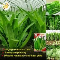 ราคา โหยวม่ายจีน เมล็ดพันธุ์ ปลูกได้ทั้งปี Sharp Leaf Ramaime Lettuce Seeds ผักสลัดคอสบอสตัน เมล็ดพันธุ์ Organic Vegetable Seeds Vegetable Plants Seeds เมล็ดผักต่างๆ เมล็ดพันธุ์ผัก บอนไซ เมล็ดพันธุ์ พันธุ์