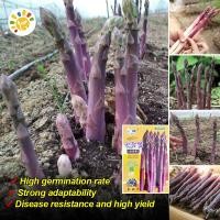 ราคา Sweet Purple Asparagus Seed หน่อไม้ฝรั่งม่วง เมล็ดพันธุ์ อัตรางอกสูง Heirloom Asparagus Vegetable Seeds for Gardening Vegetable Plants Seeds for Planting เมล็ดพันธุ์ผัก เมล็ดหน่อไม้ฝรั่ง หน่อไม้ฝรั่ง 
