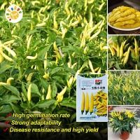 ราคา เมล็ดพันธุ์พริกเหลือง High Yield Bonsai Yellow Hot Pepper Seeds for Planting Yellow Hot Chili Pepper Plant Seeds Vegetable Seeds มล็ดพันธุ์ พริกเหลืองอินโด เมล็ดพันธุ์พริก ผักออร์แกนิก เมล็ดพันธุ์ผัก 