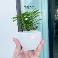 ราคา บันไดเศรษฐี พร้อมกระถางเซรามิก 3 ขา ไม้มงคล บันไดเงินบันไดทอง ว่านตีนตะขาบ (17124751191)