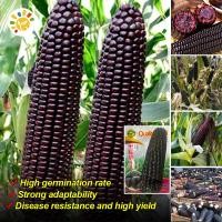 ราคา เมล็ดพันธุ์ข้าวโพดสีดำ เมล็ดข้าวโพดข้าวเหนียว Black Corn Seed Organic Vegetable Seeds for Planting F1 เมล็ดข้าวโพด เมล็ดข้าวโพดสีดำ เมล็ดพันธุ์ OP แท้ ผักออร์แกนิก เมล็ดพันธุ์ผัก บอนไซ พันธุ์ผัก เมล็ 