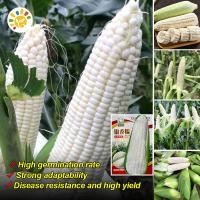 ราคา เมล็ดพันธุ์ ข้าวโพด สีขาว เมล็ดข้าวโพดข้าวเหนียว White Corn Seed Organic Vegetable Seeds for Planting เมล็ดข้าวโพด F1 เมล็ดข้าวโพดขาว เมล็ดพันธุ์แท้OP เมล็ดพันธุ์ผัก ผักออร์แกนิก บอนไซ พันธุ์ผักเมล็ดผ
