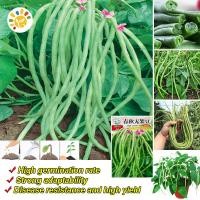 ราคา เมล็ดพันธุ์ถั่วพุ่ม ถั่วฝักยาวไร้ค้าง เมล็ดพันธุ์ ถั่วพุ่ม ถั่วพุ่มเขียว ถั่วไร้ค้าง ปลูกง่าย ทนแล้ง เมล็ดพันธุ์แท้ OP เมล็ดพันธุ์ผัก ผักสวนครัว บอนไซ ปลูกผัก ผักออร์แกนิก พันธุ์ผัก เมล็ดผัก เมล็ดพันธ