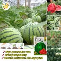 ราคา Round Watermelon Seeds เมล็ดพันธุ์ แตงโมเมล็ดพันธุ์แตงโม F1 Hybrid Sweet Sugarbaby Watermelon Fruit Seeds เมล็ดพันธุ์ผลไม้ เมล็ดพันธุ์ แท้ ผลไม้อินทรีย์ ต้นไม้ผลกินได้ ต้นไม้กินผล เมล็ดผลไม้ พันธุ์ไม้