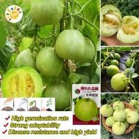 ราคา หวานกรอบ เมล็ดพันธุ์ เมล่อนแอปเปิล Crispy Sweet Japanese Melon Seeds เมล็ดพันธุ์เมล่อนแอปเปิล เมล็ดเมล่อนแอปเปิ้ล เมล็ดแอปเปิ้ลเมล่อน Honey Melon Fruit Seeds for Planting Fruit Plant เมล็ดพันธุ์ผลไม้