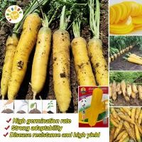 ราคา เมล็ดพันธุ์ แครอท สีเหลือง Sweet Yellow Carrot Seeds Organic Vegetable Seeds for Planting Radish Plants Seeds เมล็ดพันธุ์ แครอท เมล็ดผักต่างๆ เมล็ดพันธุ์ผัก บอนไซ เมล็ดพันธุ์ พันธุ์ผัก ผักสวนครัว เมล็