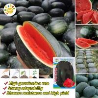 ราคา เมล็ดพันธุ์ แตงโมดำ Giant Black Beauty Watermelon Seeds Fruit Seeds for Planting แตงโมยักษ์ แตงโมเมญ่า เมล็ดแตงโม ผลไม้อินทรีย์ เมล็ดพันธุ์ผลไม้ ต้นไม้ผลกินได้ ต้นไม้กินผล เมล็ดผลไม้ พันธุ์ไม้ผล บอนไซ