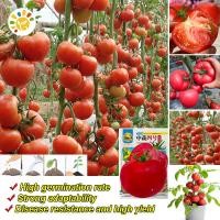 ราคา เมล็ดพันธุ์ มะเขือเทศ มะเขือเทศยักษ์ Giant Tomato Seeds Organic Vegetable Seeds for Planting เมล็ดมะเขือเทศ F1 เมล็ดพันธุ์ผัก ผักสวนครัว บอนไซ บอนสี ผักออร์แกนิก พันธุ์ผัก เมล็ดผัก เมล็ดพันธุ์แท้ OP เ