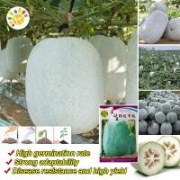 ราคา เมล็ดพันธุ์ฟักหอม Giant Pink Skin Winter Melon Seeds Wax Gourd Seed Organic Vegetable Seeds for Planting เมล็ดพันธุ์ฟักหอมหรือฟักป้อม ผักออร์แกนิก เมล็ดพันธุ์ผัก เมล็ดพันธุ์แท้ เมล็ดพันธุ์พืช พันธุ์ผั