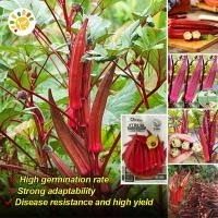 ราคา เมล็ดพันธุ์ กระเจี๊ยบมอญ Red Burgundy Okra Seed Organic Vegetable Seeds for Planting เมล็ดกระเจี๊ยบ F1 เมล็ดพันธุ์แท้ OP เมล็ดผักสวนครัว เมล็ดพันธุ์ผัก ผักสวนครัว ผักออร์แกนิก พันธุ์ผัก เมล็ดผัก ปลูกไ